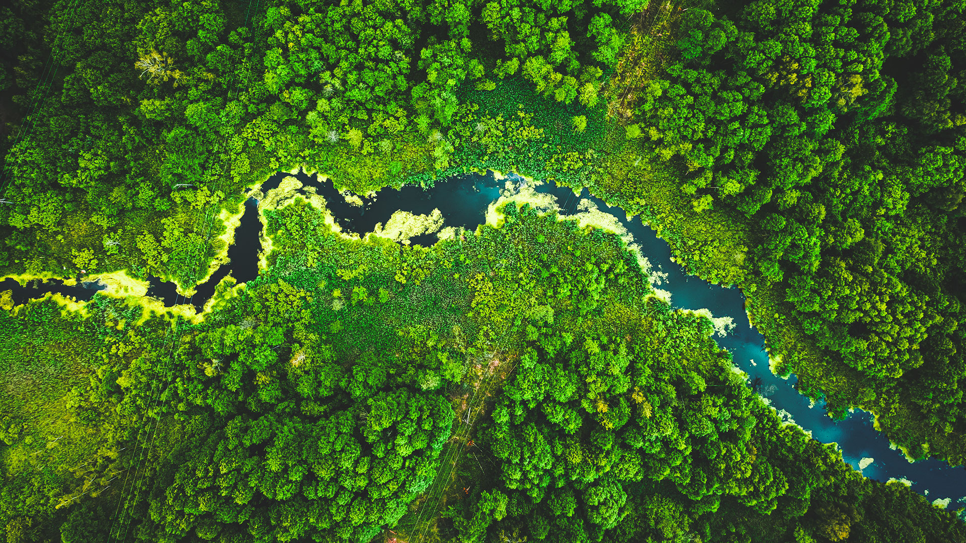 sustainability services trees river